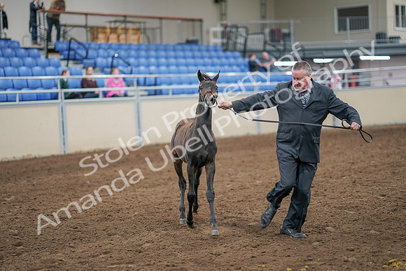 2020 - AB Morgan Horse - Sat, Sept 05 - 00663