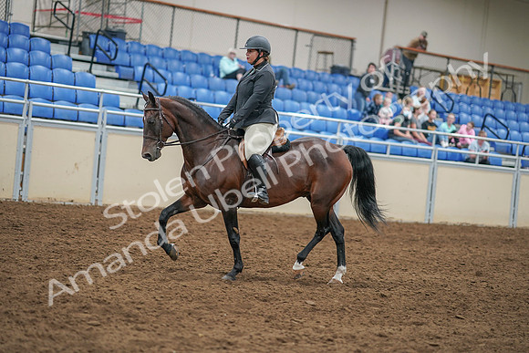 2020 - AB Morgan Horse - Sat, Sept 05 - 09310