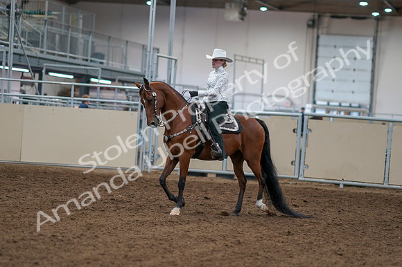 2020 - AB Morgan Horse - Fri, Sept 04 - 03467