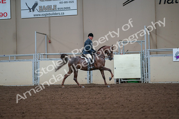 2019 Morgan Horse Show - Aug 30, 2019 - 17582