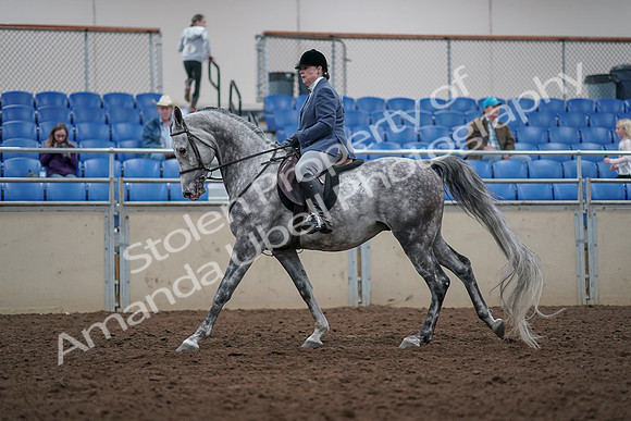 2019 Morgan Horse Show - Aug 31, 2019 - 15042