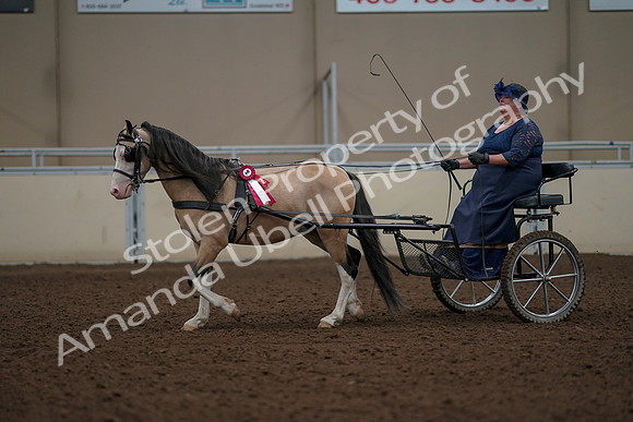 2019 Morgan Horse Show - Aug 31, 2019 - 04616