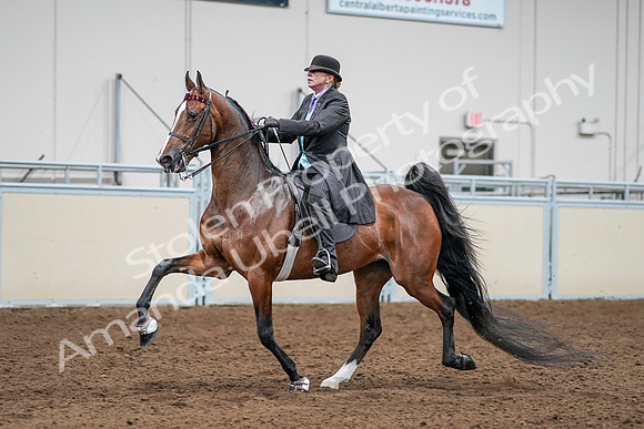 2020 - AB Morgan Horse - Sat, Sept 05 - 13174
