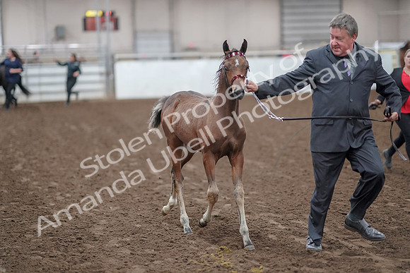 2019 Morgan Horse Show - Aug 31, 2019 - 00849