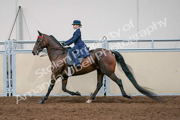 2020 - AB Morgan Horse - Sat, Sept 05 - 04944