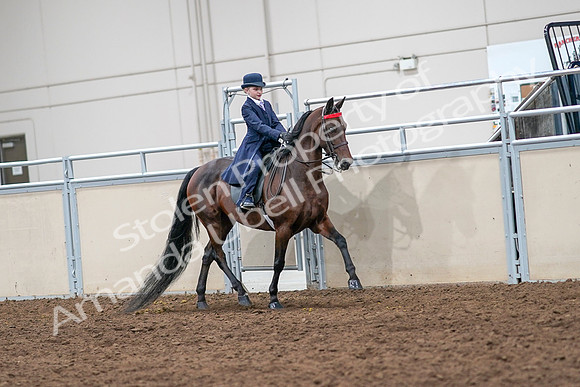 2020 - AB Morgan Horse - Sat, Sept 05 - 04874