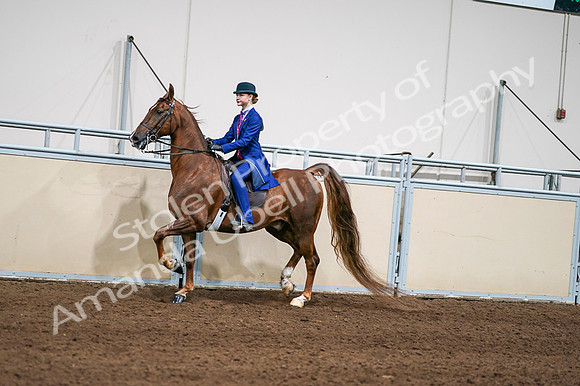 2020 - AB Morgan Horse - Fri, Sept 04 - 04967
