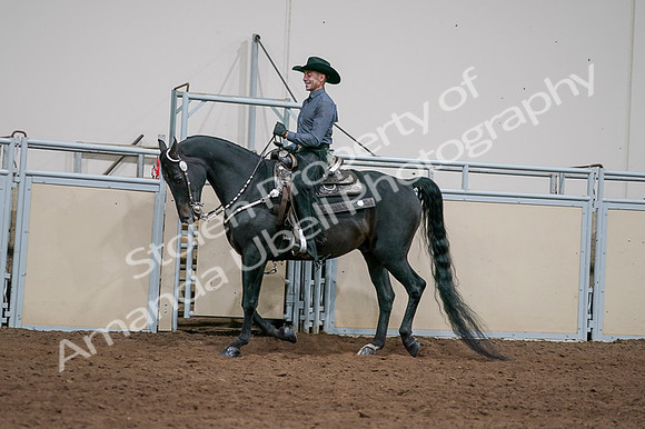 2020 - AB Morgan Horse - Fri, Sept 04 - 08539