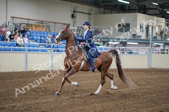 2020 - AB Morgan Horse - Sat, Sept 05 - 06079