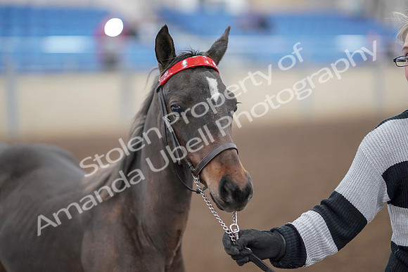 2019 Morgan Horse Show - Aug 31, 2019 - 00234