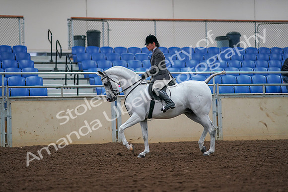 2019 Morgan Horse Show - Aug 30, 2019 - 17365