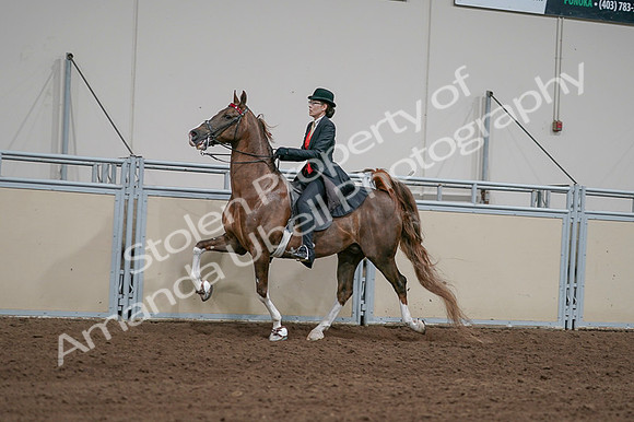 2020 - AB Morgan Horse - Fri, Sept 04 - 09738