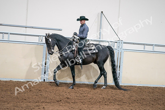 2020 - AB Morgan Horse - Fri, Sept 04 - 08389