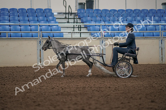 2019 Morgan Horse Show - Aug 31, 2019 - 04264