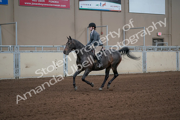 2019 Morgan Horse Show - Sept 01, 2019 - 10974