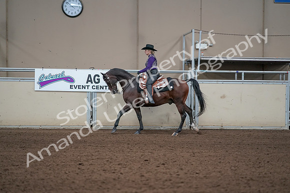2019 Morgan Horse Show - Aug 31, 2019 - 10594
