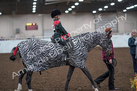 2019 Morgan Horse Show - Aug 31, 2019 - 10032