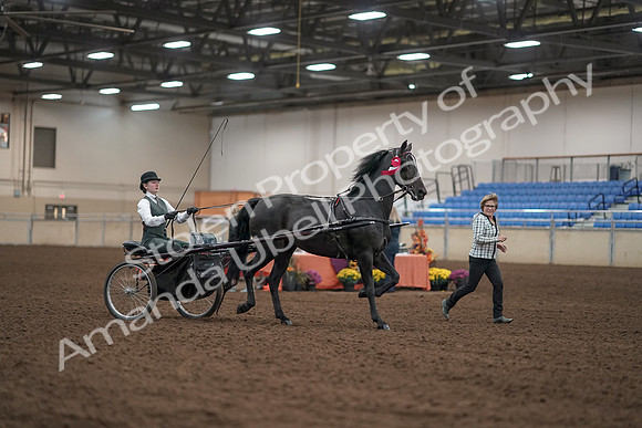 2019 Morgan Horse Show - Aug 31, 2019 - 04805