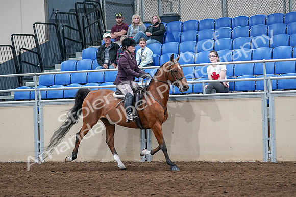 2020 - AB Morgan Horse - Sat, Sept 05 - 03217