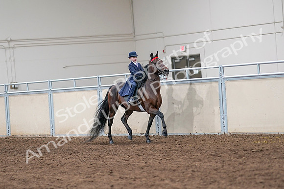 2020 - AB Morgan Horse - Sat, Sept 05 - 04863