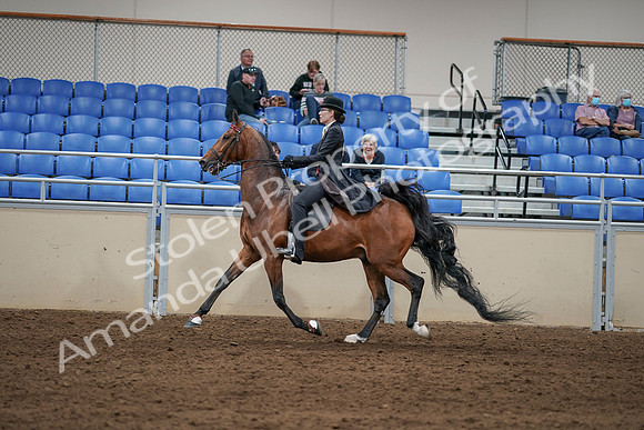 2020 - AB Morgan Horse - Sat, Sept 05 - 06748