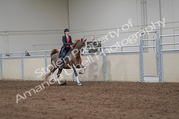 2020 - AB Morgan Horse - Fri, Sept 04 - 09845