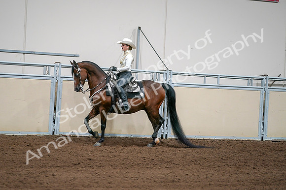 2020 - AB Morgan Horse - Fri, Sept 04 - 08357