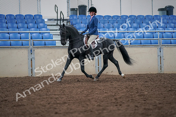 2019 Morgan Horse Show - Aug 30, 2019 - 18349