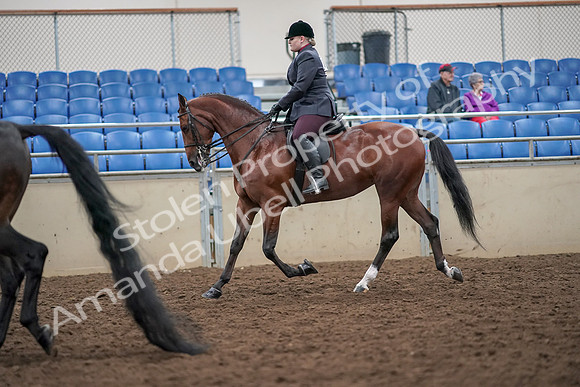 2019 Morgan Horse Show - Aug 30, 2019 - 20085