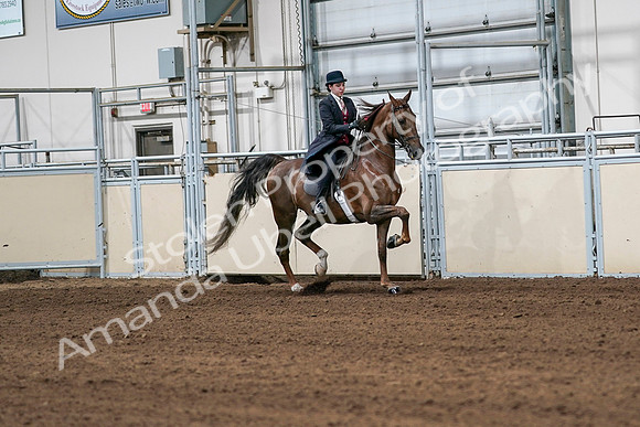 2020 - AB Morgan Horse - Sat, Sept 05 - 06346
