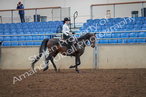 2019 Morgan Horse Show - Aug 30, 2019 - 16950