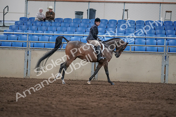 2019 Morgan Horse Show - Sept 01, 2019 - 08804