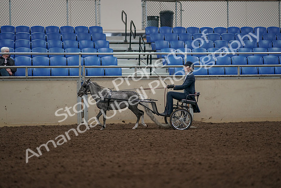 2019 Morgan Horse Show - Aug 31, 2019 - 04371
