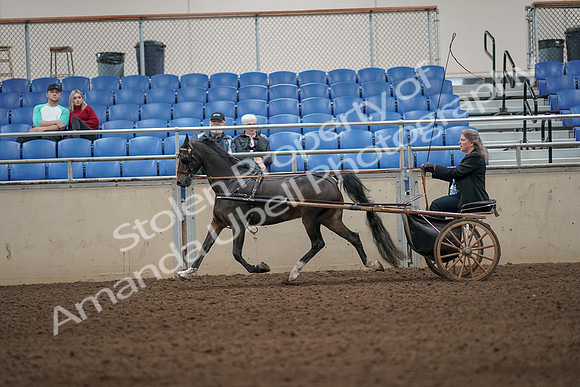 2019 Morgan Horse Show - Aug 31, 2019 - 04315