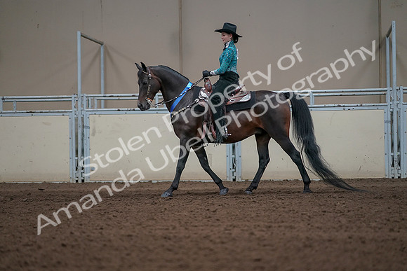 2019 Morgan Horse Show - Sept 01, 2019 - 07333