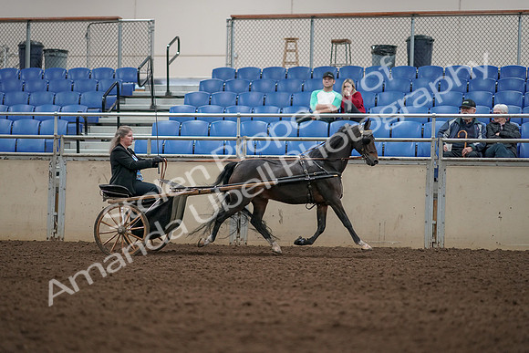 2019 Morgan Horse Show - Aug 31, 2019 - 04467