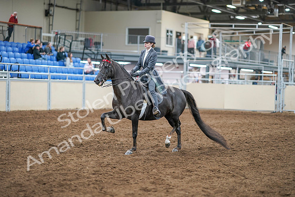 2020 - AB Morgan Horse - Sun, Sept 06 - 08298