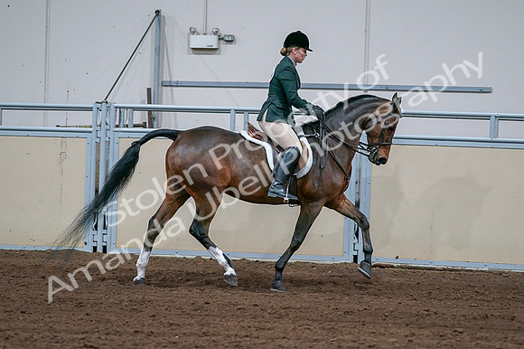 2020 - AB Morgan Horse - Fri, Sept 04 - 01755