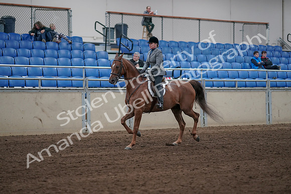 2019 Morgan Horse Show - Sept 01, 2019 - 12293
