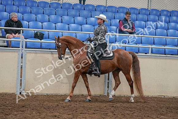 2020 - AB Morgan Horse - Sun, Sept 06 - 07512
