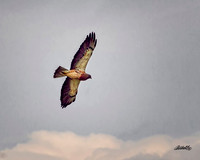 Birds - 011