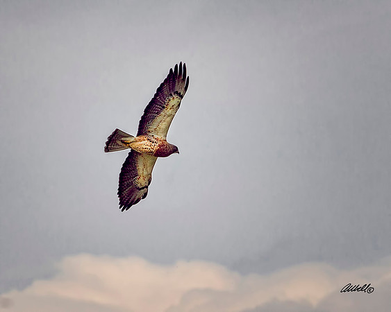 Birds - 011