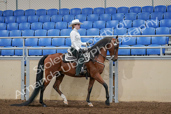 2020 - AB Morgan Horse - Fri, Sept 04 - 03519