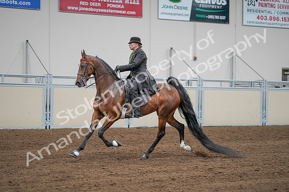 2020 - AB Morgan Horse - Fri, Sept 04 - 09567