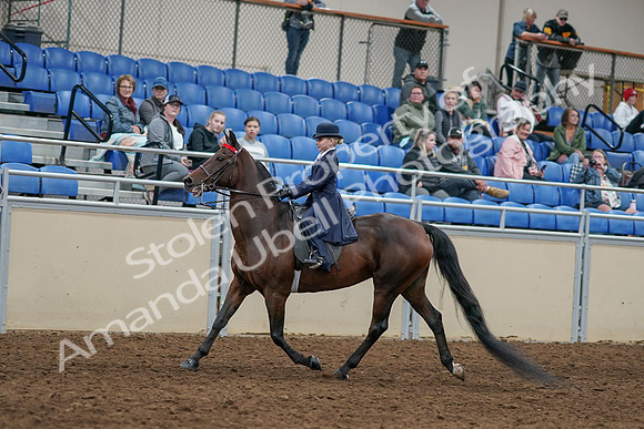 2020 - AB Morgan Horse - Sun, Sept 06 - 07924