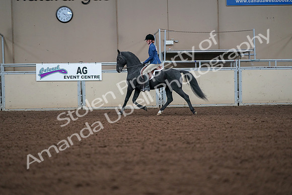 2019 Morgan Horse Show - Aug 30, 2019 - 18383