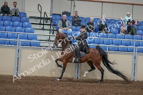 2020 - AB Morgan Horse - Fri, Sept 04 - 09771