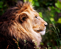 Big Cats - 020