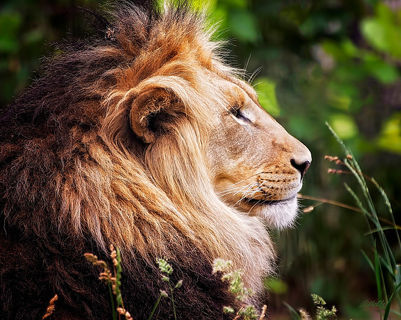 Big Cats - 020