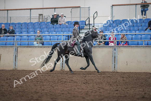 2019 Morgan Horse Show - Aug 31, 2019 - 09558